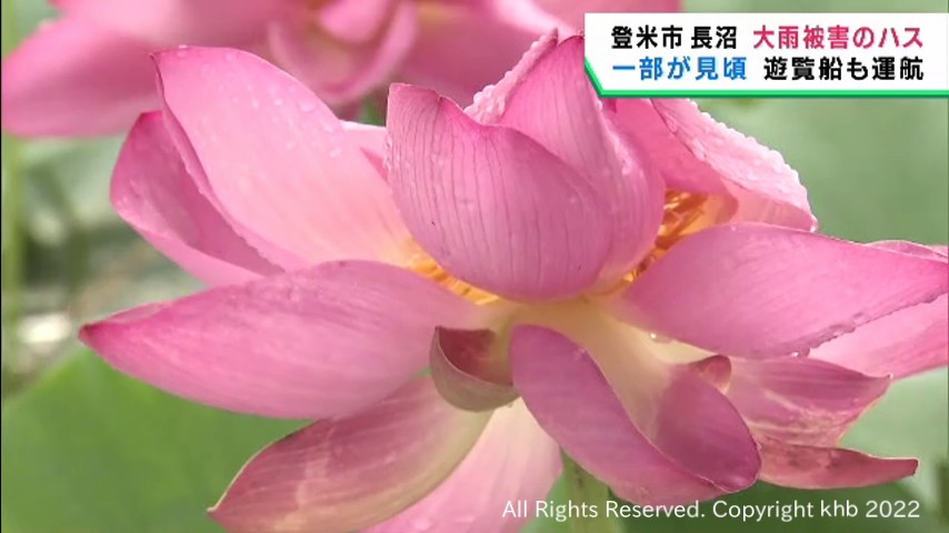 #7月の大雨で水没も 被害を免れたハスが見ごろ 宮城・登米市の長沼