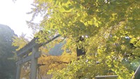 イチョウの大木や公園に並ぶモミジなど 高松市塩江町の「紅葉スポット」を紹介【いまココ!ナビ】