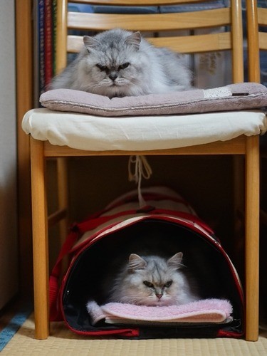 椅子に上下に座るカマンとクラン