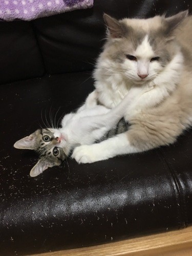 うにくんと遊ぶふくくん、大きさなんて関係ない