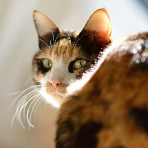 Berry-A / 廣済堂出版