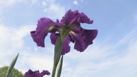ハナショウブの開花進む 一般開放は2年連続で中止に 香川・坂出市