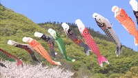 子どもの成長願って…色とりどり約40匹のこいのぼりを公園に設置 香川・三豊市