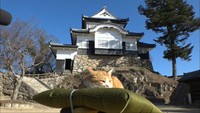 猫城主もご満悦?天空の城・備中松山城で1年の汚れを落とす「すす払い」 岡山・高梁市