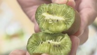 「想像以上」「すごい甘い」道の駅で香川県産キウイの試食販売イベント 高松市