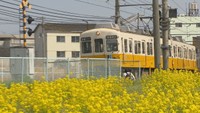 電車と一緒に写真も 高松市の菜の花畑が見頃に 10万本以上が咲き誇る