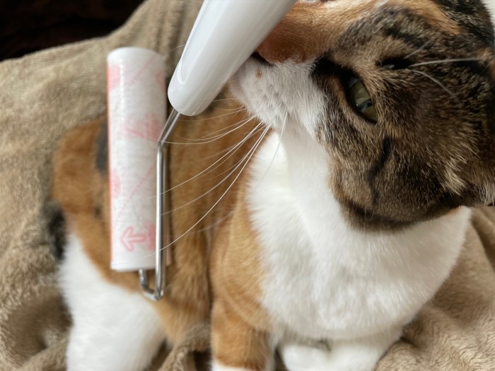 コロコロで家族になでてもらうエレナちゃん「毛も取れるし気持ちがいいよ。ブラシが苦手なはっぴーにオススメするわ」(ソフィ&エレナのママ提供)