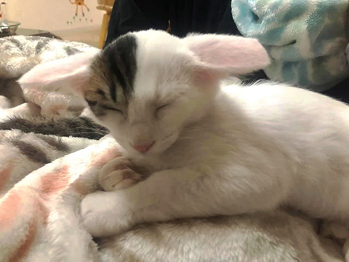 なでられるとうさぎ耳になっちゃうの