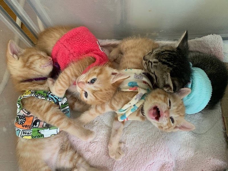 同じ母親から生まれた猫ごと、ペットフェンスや段ボールに分けて育てる。外部寄生虫駆除、ウイルス検査、仮ワクチン接種、検便、他感染症を確認を行い、少しづつケージフリーに