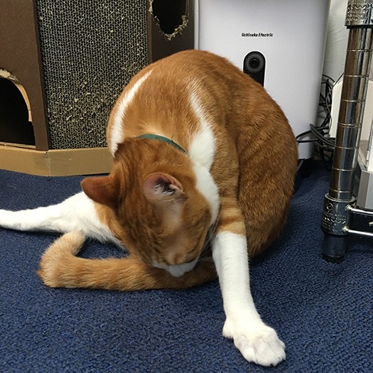 おとなになった幸村(元タケノコ)