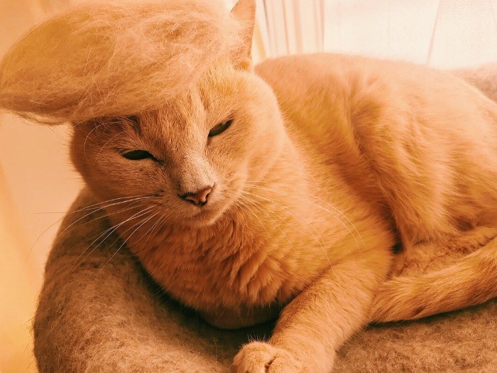 ブラッシング後の抜け毛でトランプさんごっこ。