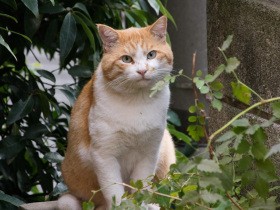 倒れている野良猫を見つけた 先のことはわからないけど、動物病院へ運ぶと決めた