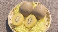 黄金色のキウイ「さぬきゴールド」の収穫が最盛期 香川