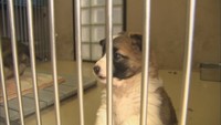 高松市 飼い犬・猫へのマイクロチップ取り付け費用の一部を補助へ 飼い主の努力義務受け