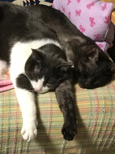 おこげ(左)にくっつくこなす。こなすはまぎれもなく親代わりだった(えり子さん提供)