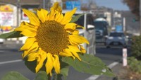 岡山市で季節外れのヒマワリ咲く なぜ冬に?植物の専門家に聞いてみた