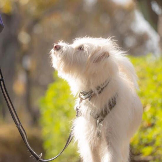 自然が好きなビスコッティのために、アウトドアに出かけるようになった(井上祐子撮影)