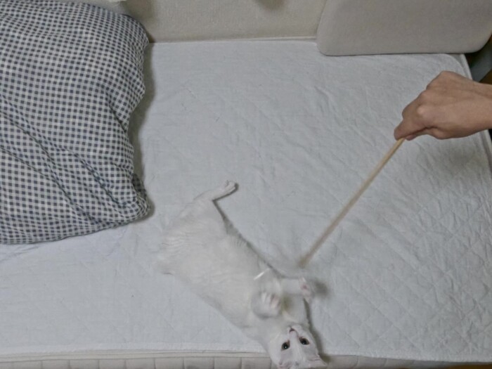 テトちゃんは遊ぶ時も「全集中」(吉田さん提供)