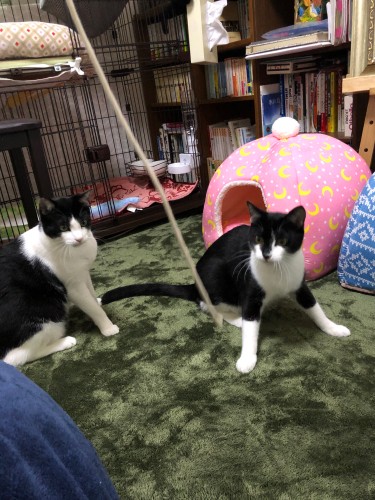 ハルとミールは迎えた初日(2020年3月7日)から、こんな風に物おじせず遊んだ(M男さん提供)