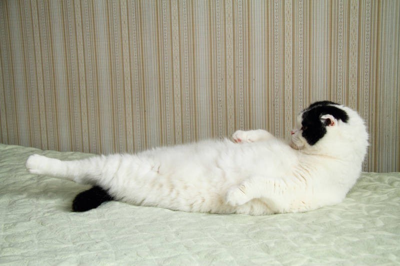 横から見た、レアヘソ天。浮いてます(『ネコまる』vol.32〈辰巳出版〉より)