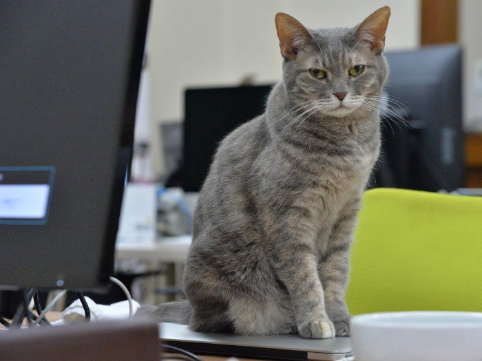 ふたばの娘、ちまき(13歳)