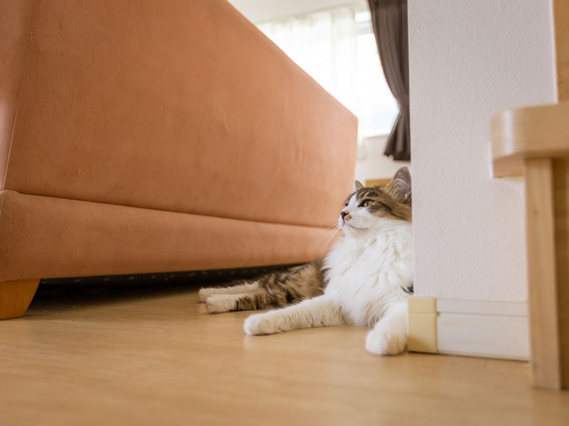 あー疲れたニャー