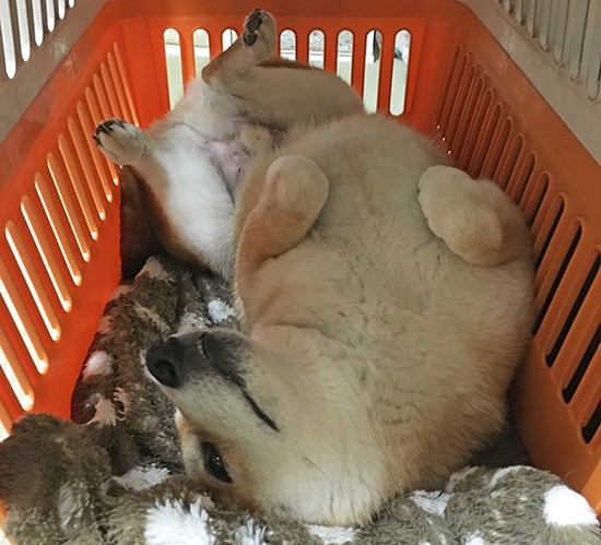 愛犬がキャリーケースを好きになるように練習する(岡田先生提供)