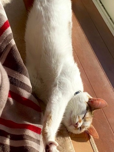 そして極楽へそ天寝。「おやすみ~、幸せ~。来月(11月)はおうち記念日だにゃ~」(Aさん提供)