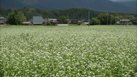 蒜山高原で特産のソバの花が見頃 畑一面を真っ白に染める 岡山・真庭市