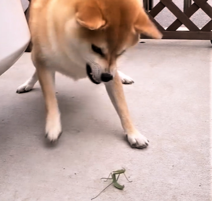 【柴犬vs.カマキリの図】圧倒的な体格差に防戦のカマキリ、その結末は…!?