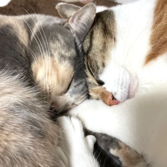 姉妹で頭をくっつけて寝て幸せそう!(エレナ&ソフィのママ提供)