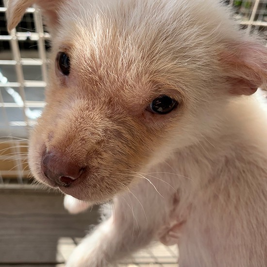 保護ボランティアさんから送っていただいた写真の1枚。おそらく保護されたころのもの