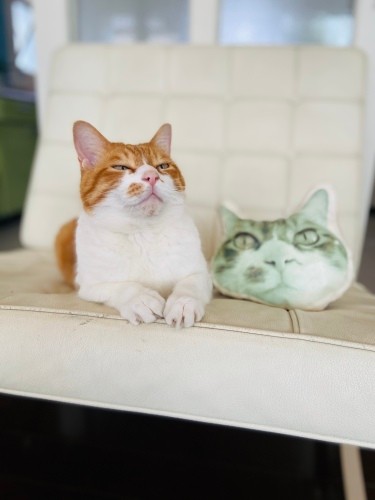 写真をプリントして作ったクッション(Yさん提供)