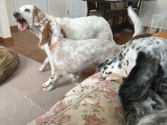 15歳10カ月 この頃はソフィア(中央)とサラ・ブルー(右)がいて賑やかだった(長谷川さん提供)