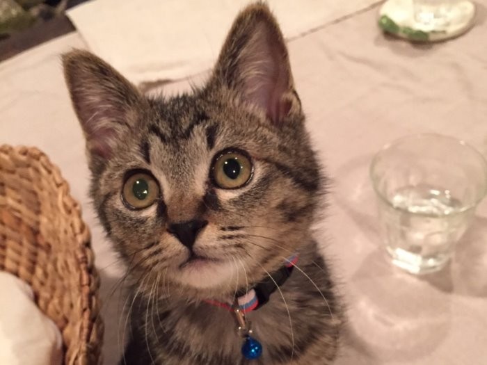 グリの子猫時代(新井さん提供)