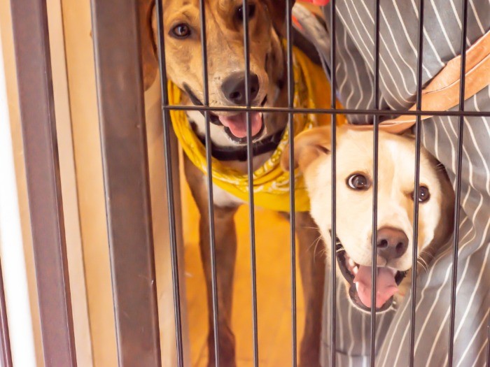 「今日はどんな人たちがきてるのかな?」ワクワクしている犬の様子も感じます。photo by ムロヒロミ