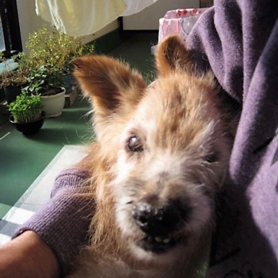 初代愛犬のさくらが20歳20日で亡くなる1カ月ほど前、ベランダで日なたぼっこ