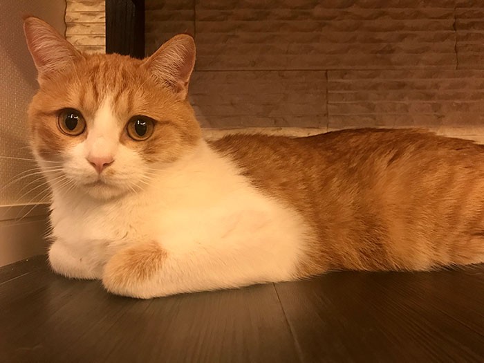 何か言いたげなごろりん