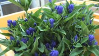 涼しげな深い青 岡山・新見市特産「リンドウ」の出荷が本格化