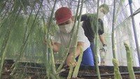 「さぬきのめざめ」収穫体験 小学生が農家や県産野菜の理解深める 香川・丸亀市