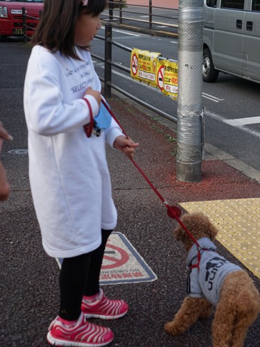 散歩にも慣れました