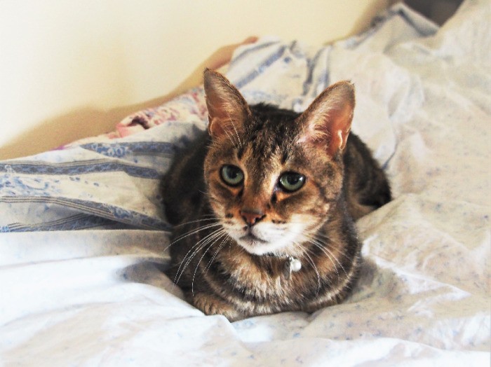 誰にでもフレンドリーな老猫ゴン太