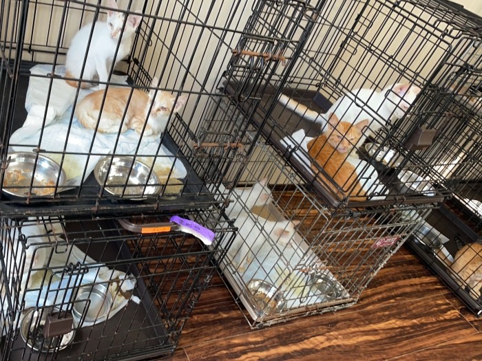 殺処分ゼロを目指し、保健所からすべての犬猫を引き出して譲渡に出した(中原さん提供)