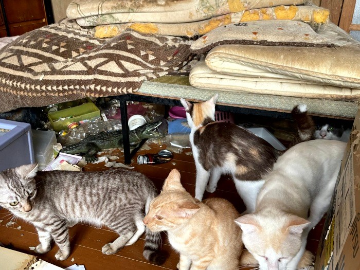 猫の多頭飼育崩壊が起きた室内