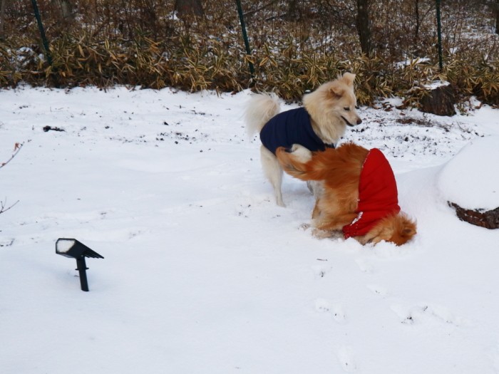 福助の得意技「鼻ズボ」