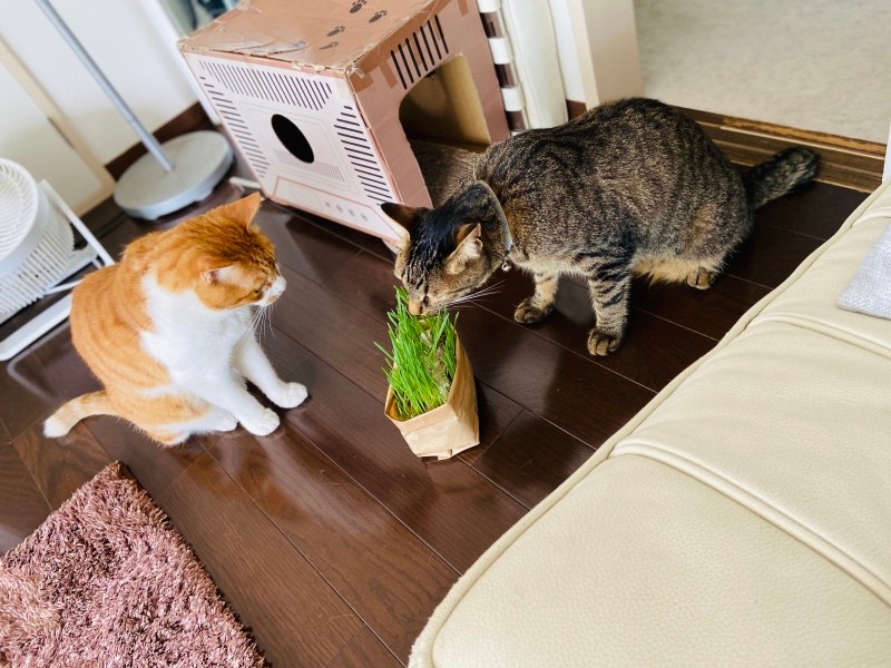 遊びに来る隣の家のハルとは仲良し(Yさん提供)