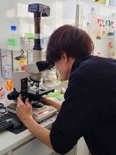 顕微鏡をのぞき、血液検査の結果を確認(新谷さん提供)