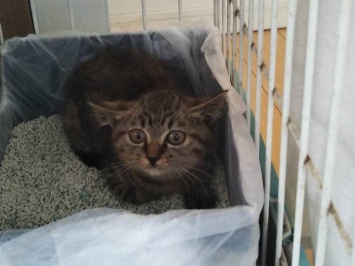 捕獲器からケージに移してもシャーシャーだったのよね。「ここどこなの?」