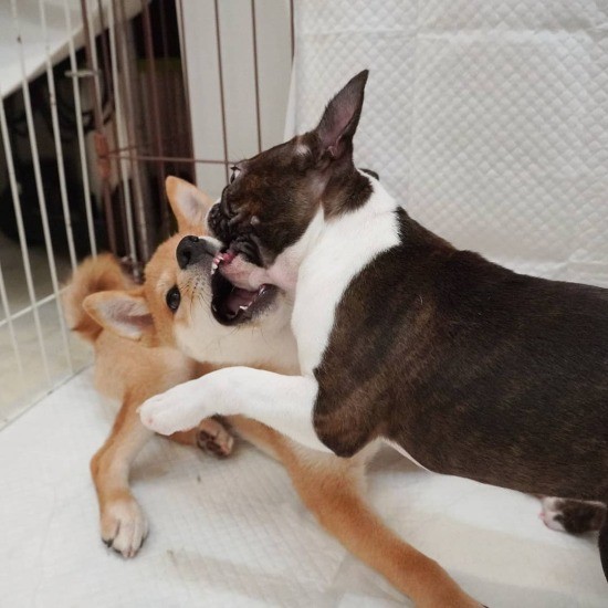 「いくわよー!」遊んで遊んで遊べ!(提供:UG)