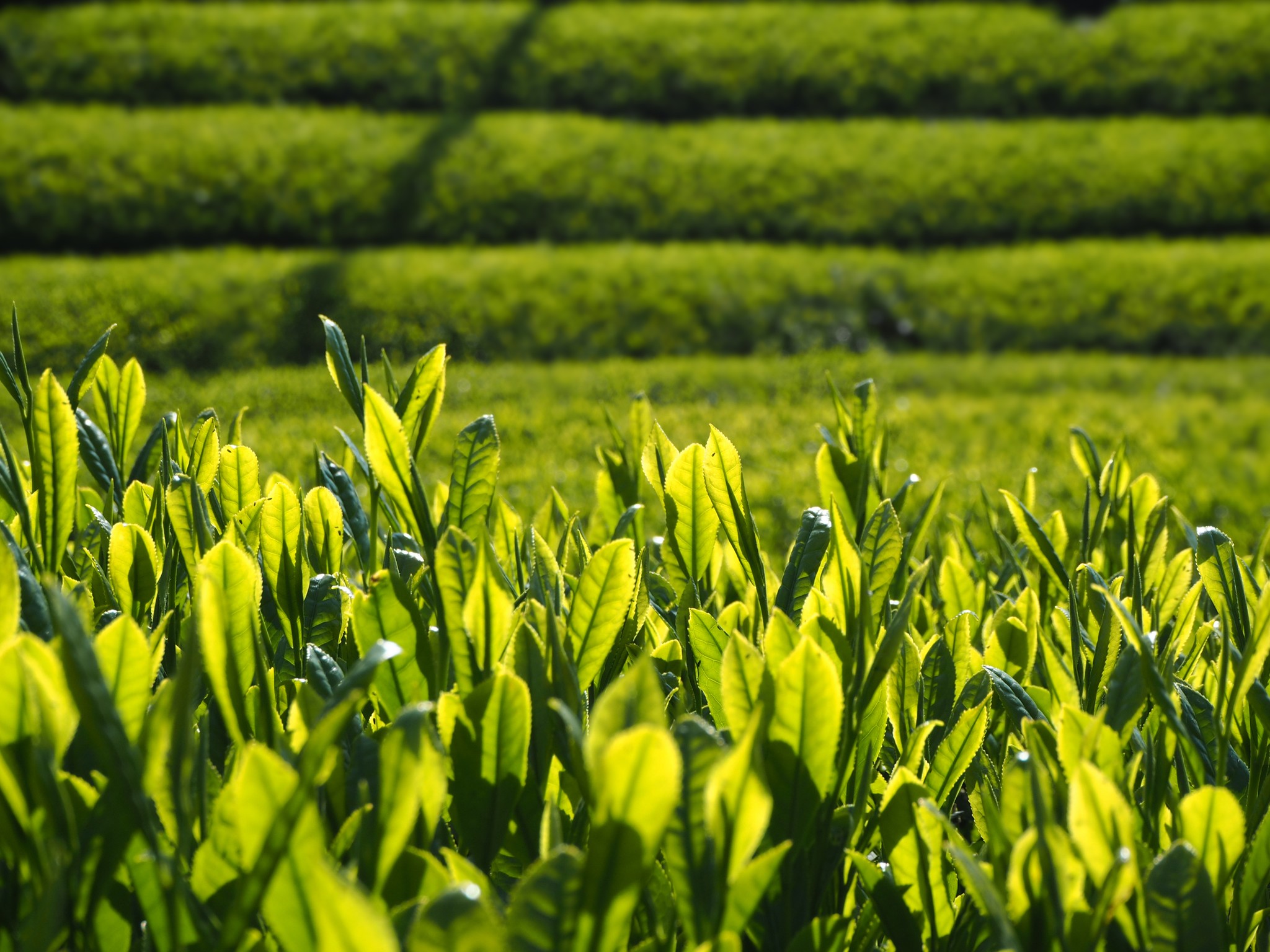 新茶シーズン到来! 萌え立つ新芽の香りが濃厚な「高瀬茶」 生産者が語る知られざる魅力